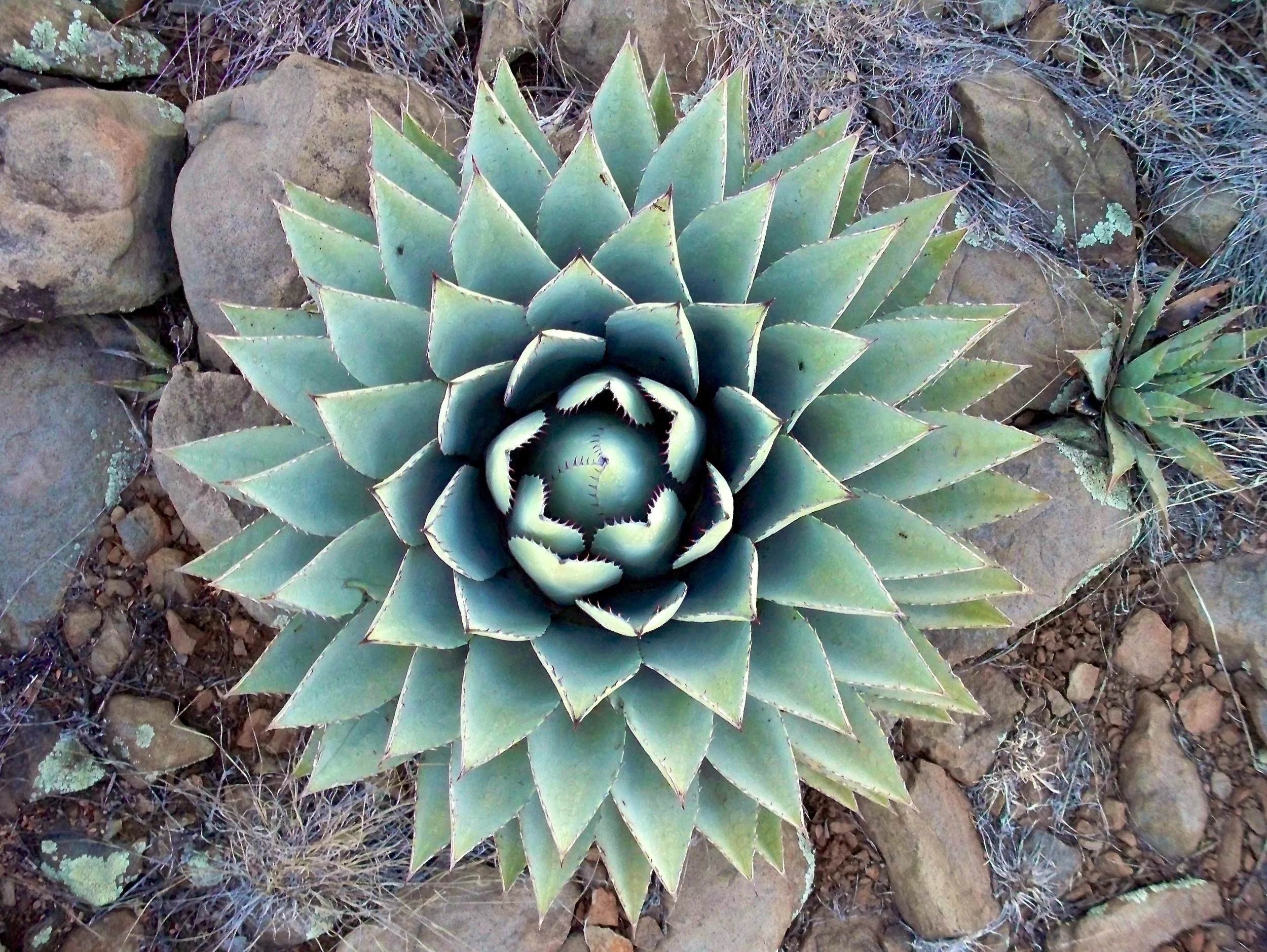 agave.jpg
