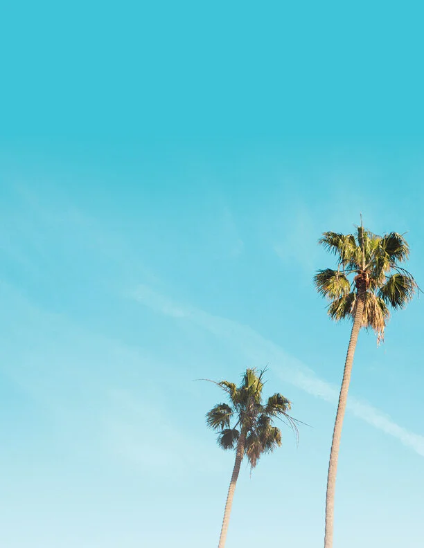 PCIP 2018 Annual Report Palm Trees17.jpg