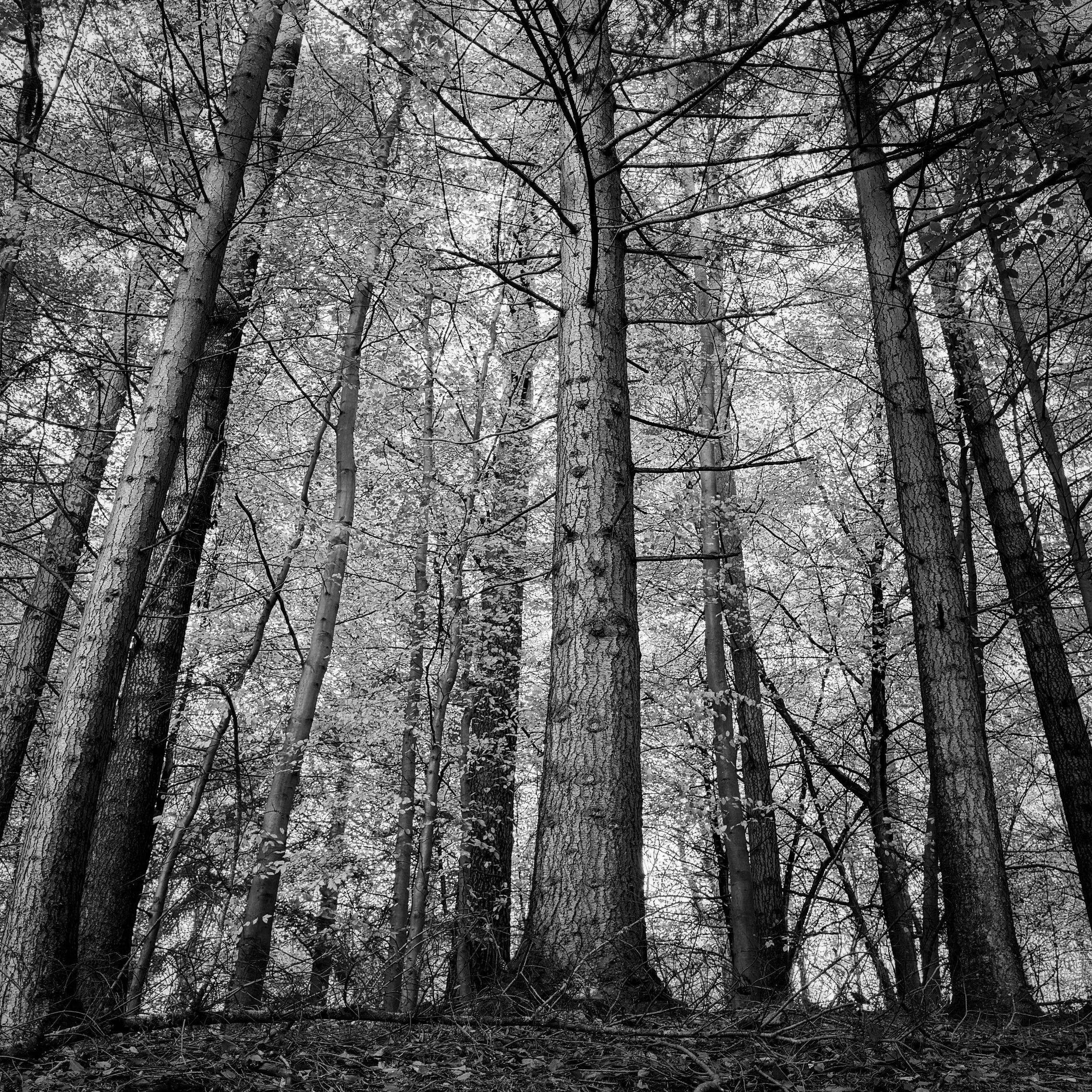 Exploring the woodlands this week for #myweeklyphoneimage in the Scottish Highlands, beautiful colours but my interest was in these beautiful bold trunks reaching for the skies.