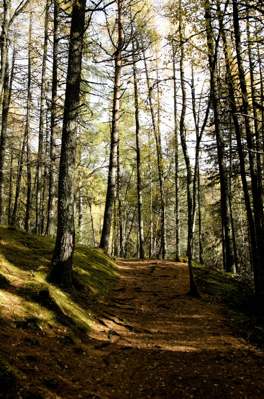 Bruar - Forrest Walk - DSC_0737.jpg