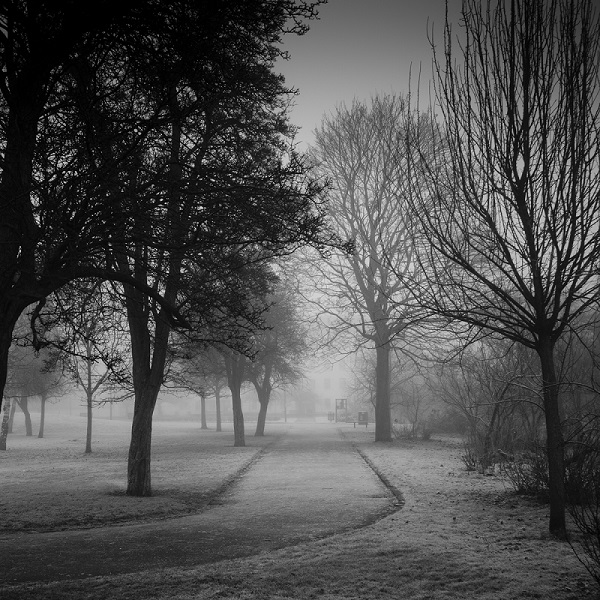 A Foggy Frosted Path