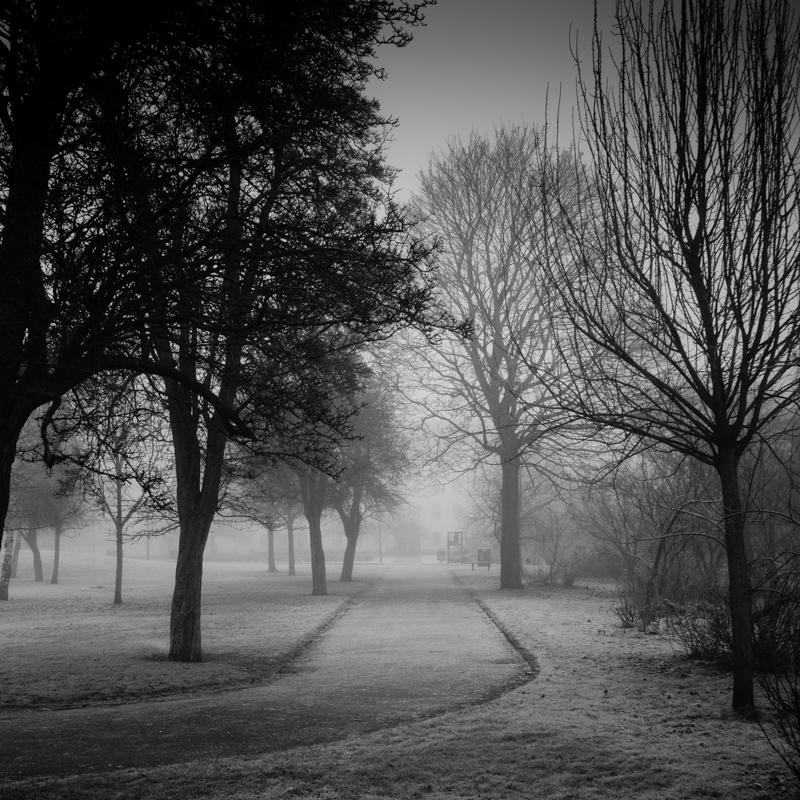 A Foggy Frosted Path
