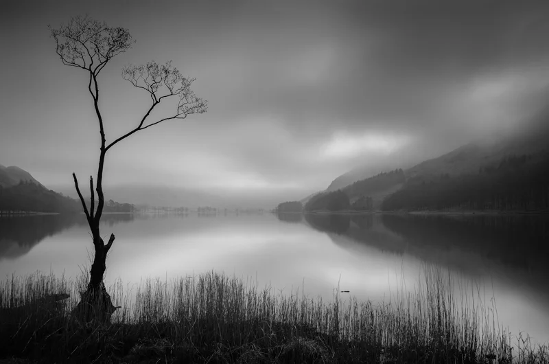 A Buttermere Tree