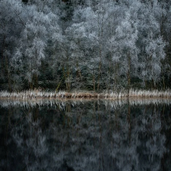 Forest Edge #1