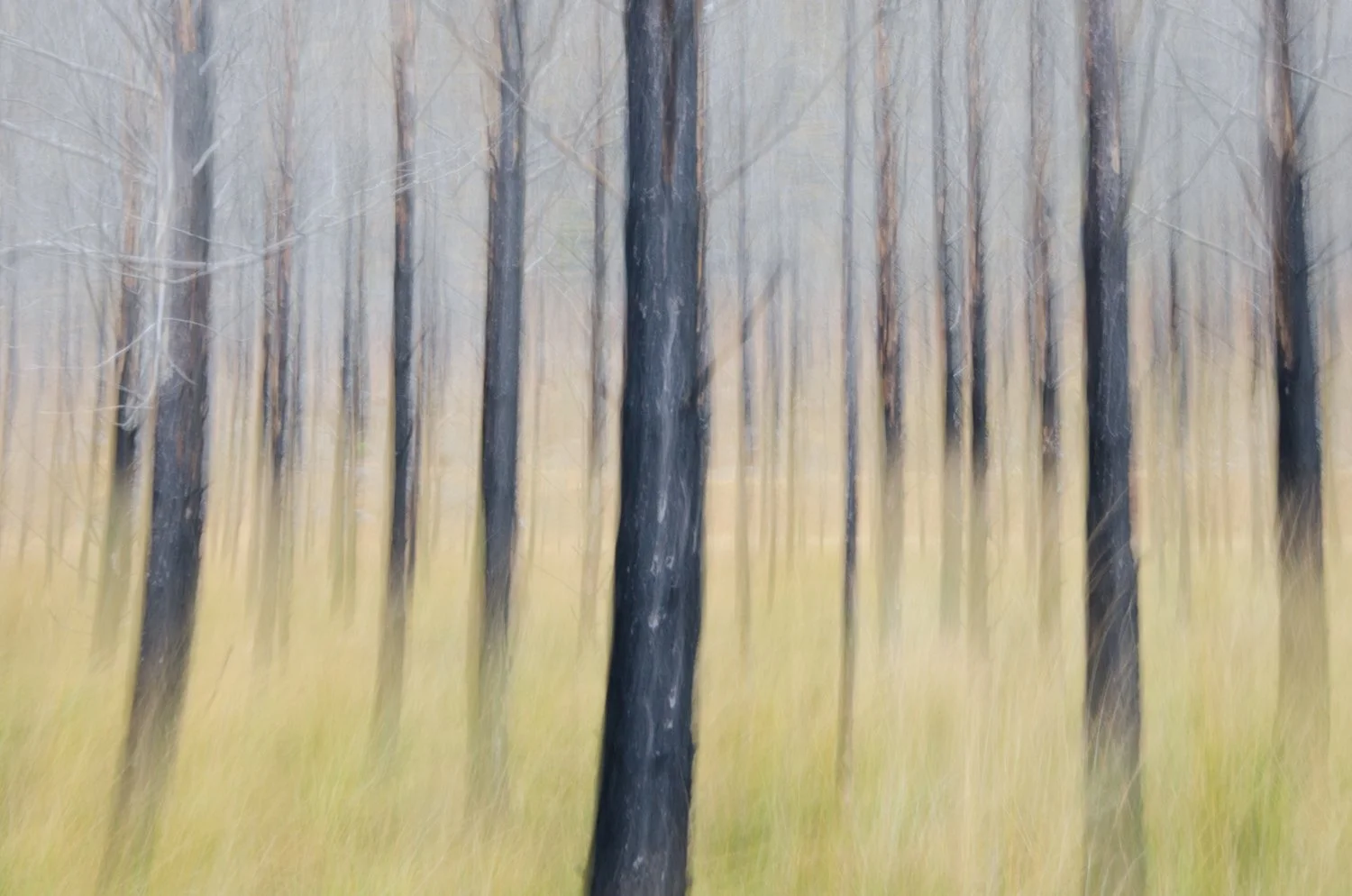 DSC_4278-Burnt Bare Trunks.jpg