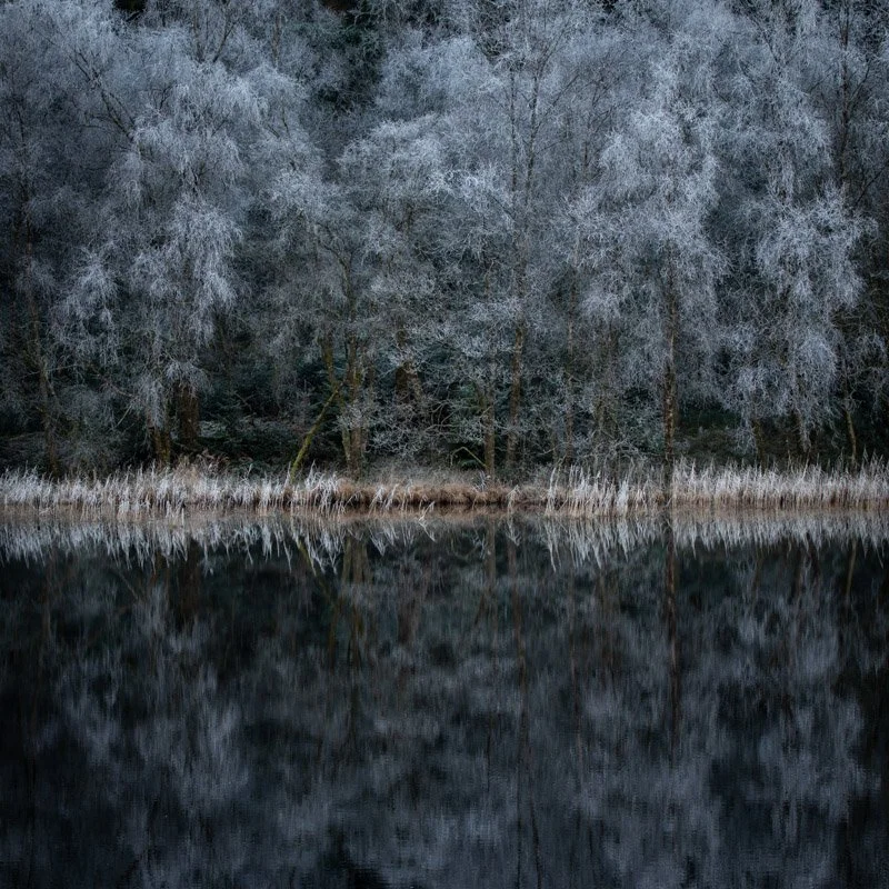 Forest Edge #1 - _C356244 - circa35mm.jpg