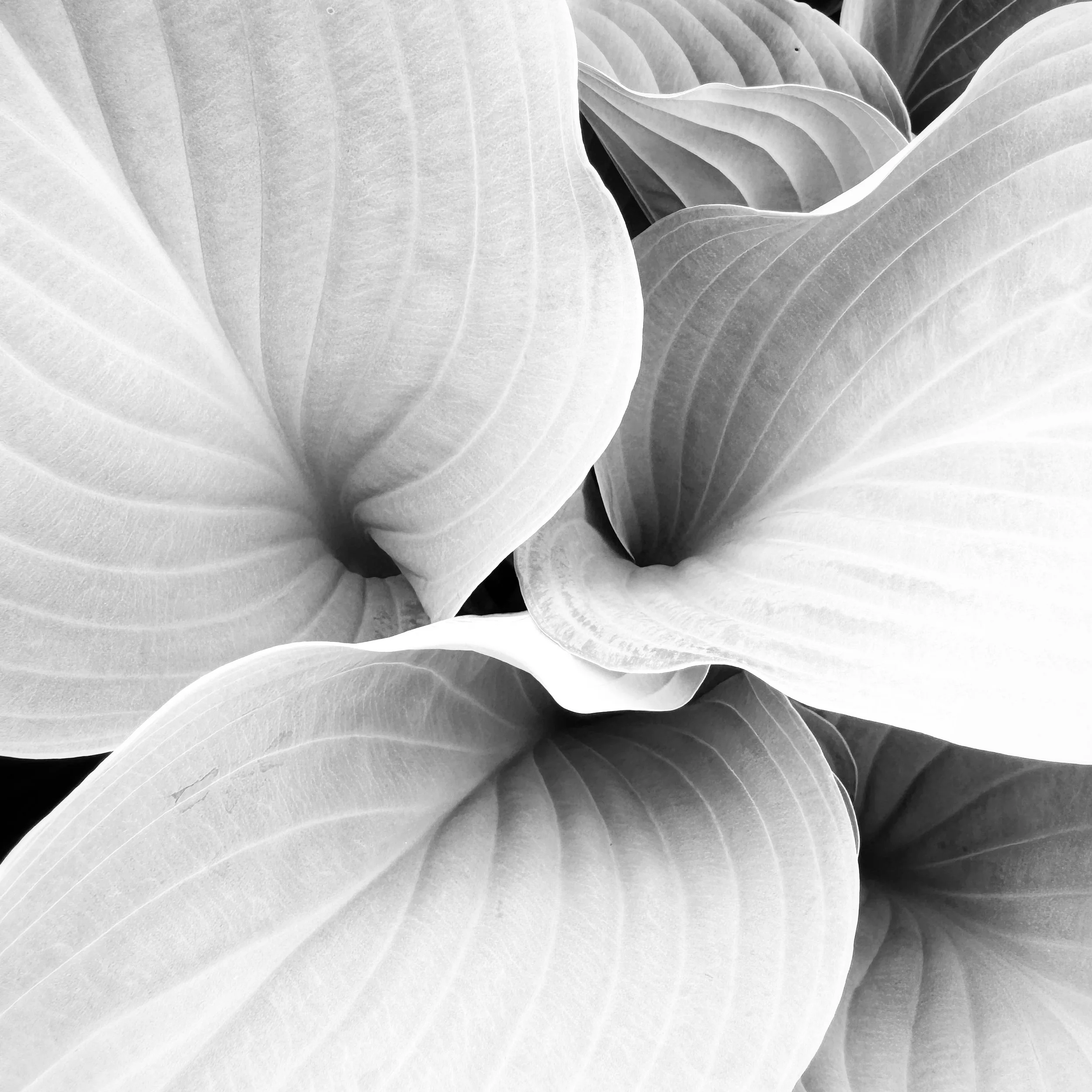 Around the same time last year, the hostas on our allotment featured as my weekly phone image and they are back again.

I find their shapes and the shadows they create beautiful and work particularly well in black and white.