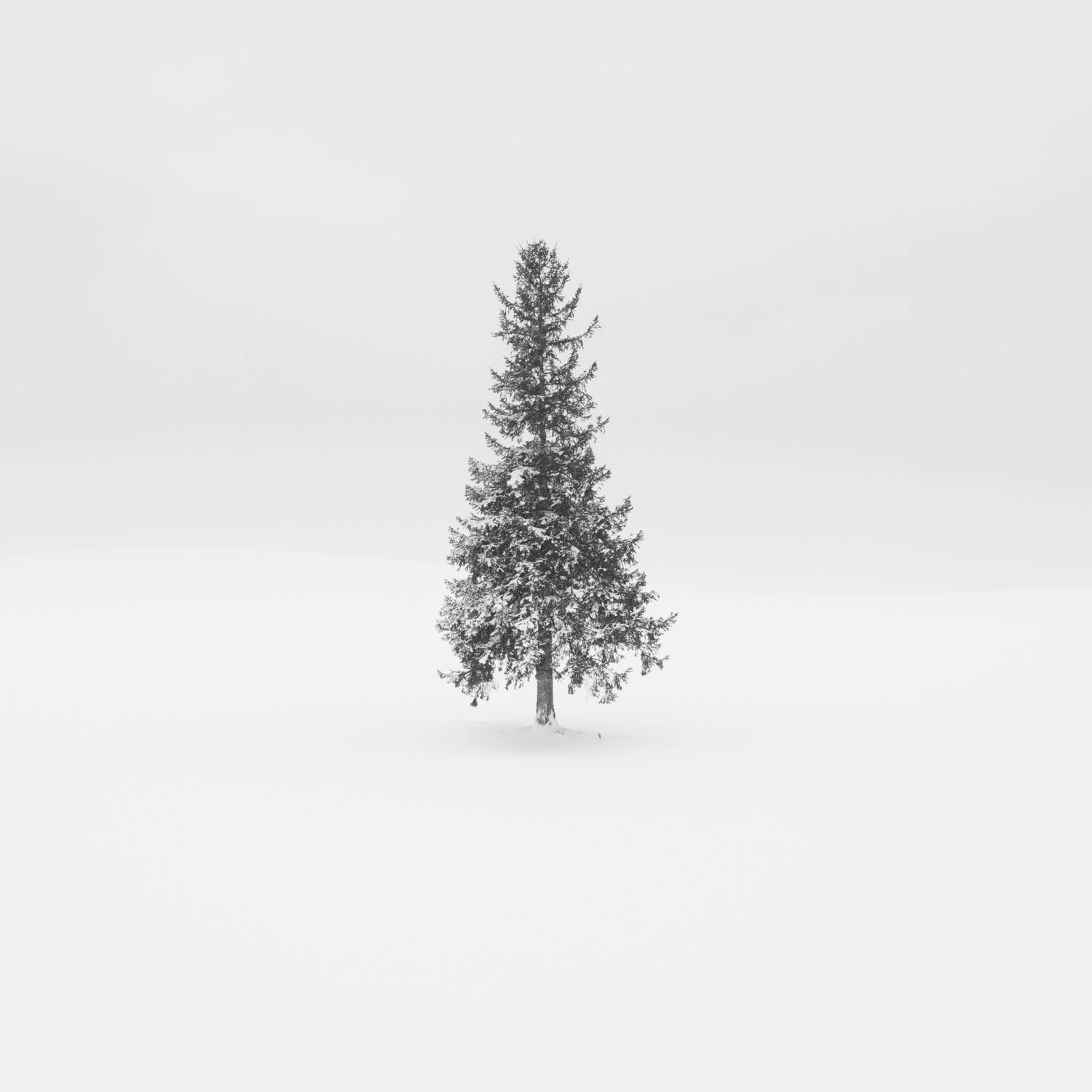 The Christmas Tree - _C356515-Edit-4 - circa35mm.jpg