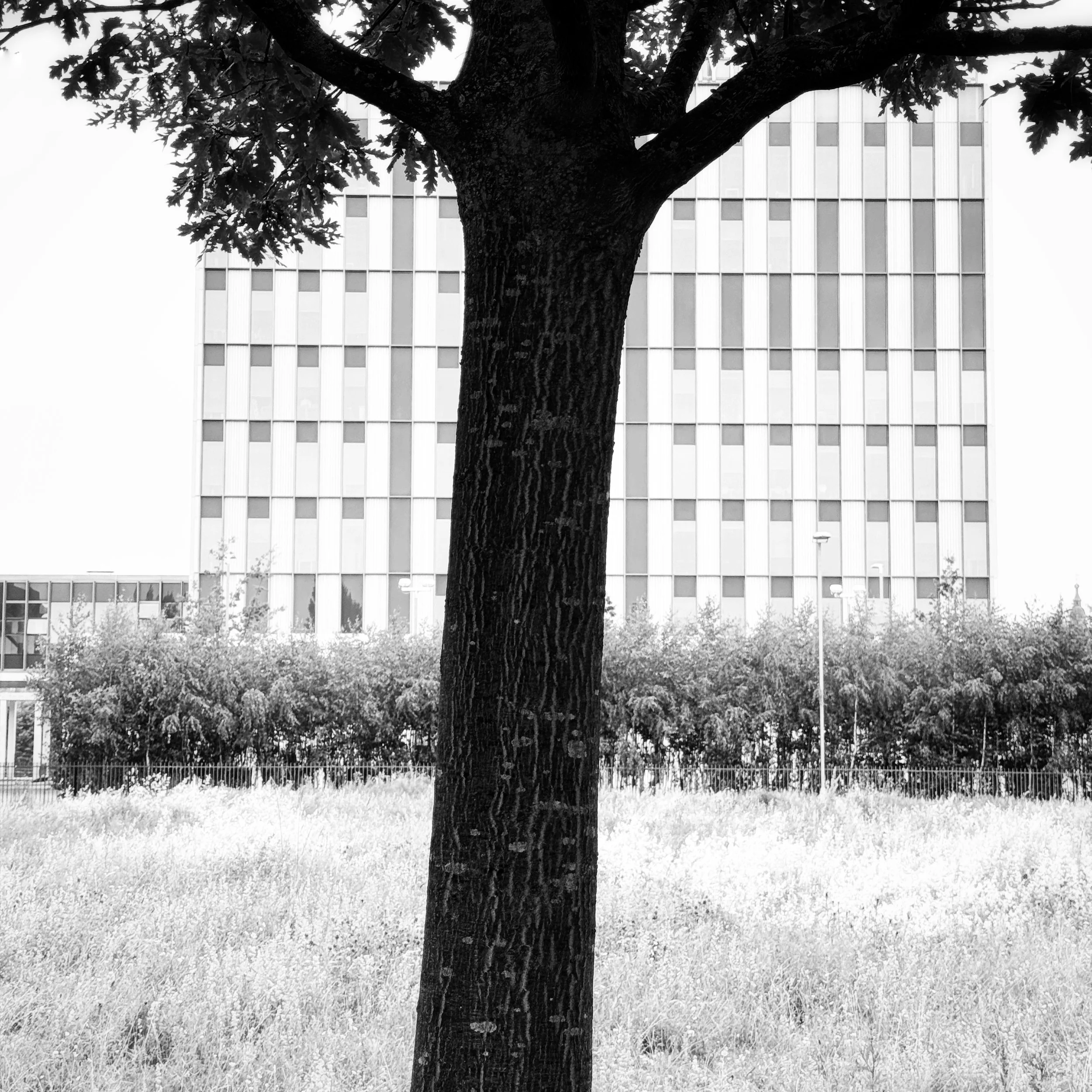 A last minute rush on Sunday afternoon for my weekly phone image and when that’s the case I try walking different routes from normal to see what I see!

There was a hazy rain which helped mute some of the skyline and I liked this composition, urban m