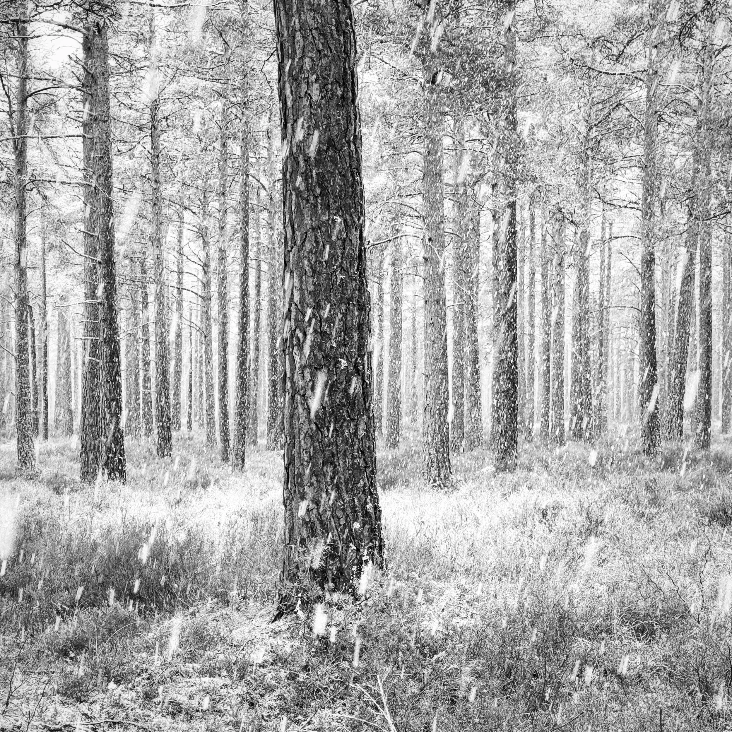 A late flurry of snow bringing some beautiful conditions to a local woodland for only a short period of time.

The forecast was for more snow overnight and the next day but it failed to deliver so I was pleased to have forced myself out the evening b