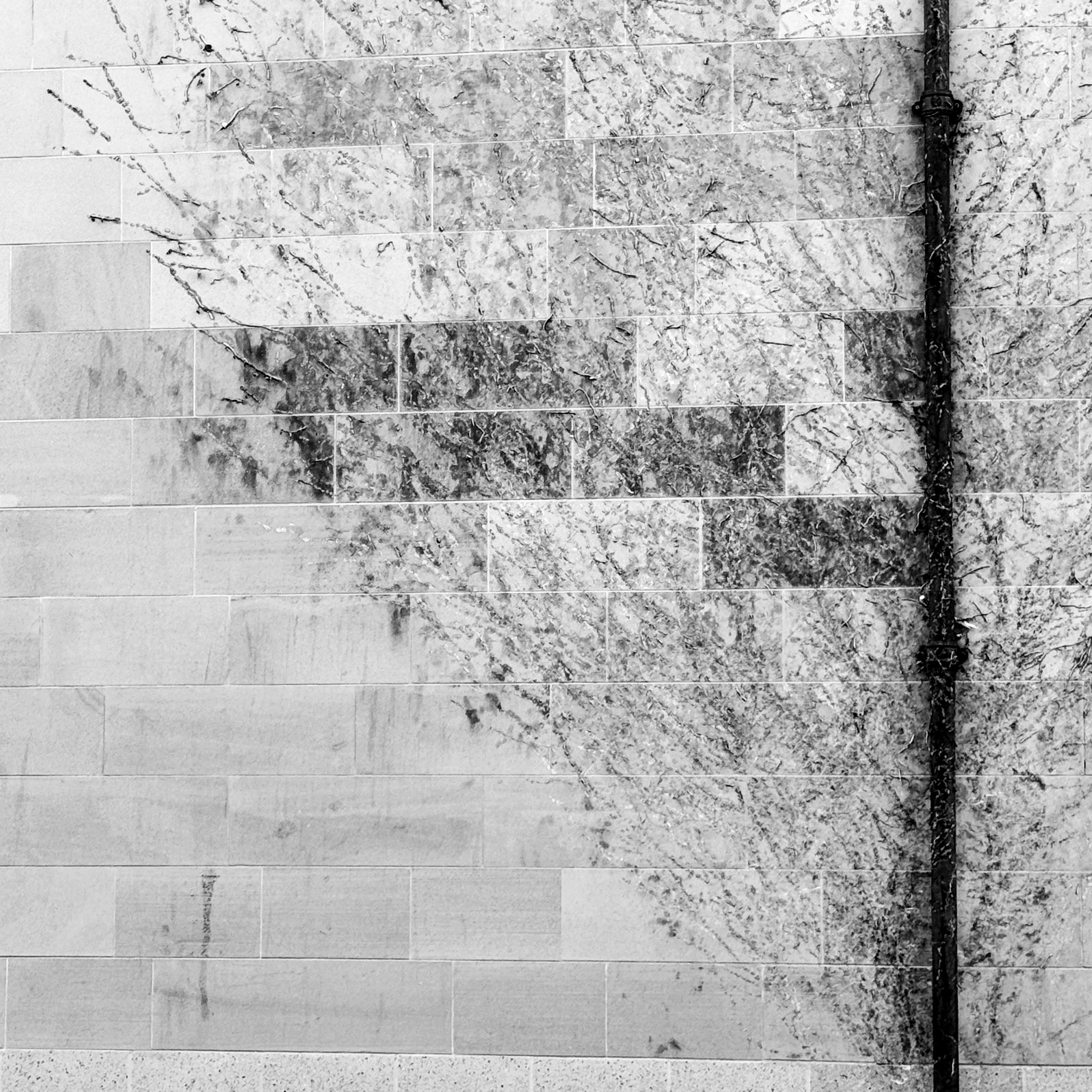 Tracing the past, the remains of yesterday, torn from the wall.

I walk past this nearly every day and have seen it both alive and dead and have wanted to try and capture it as I see it. It has taken time to produce an edit which I believe works.