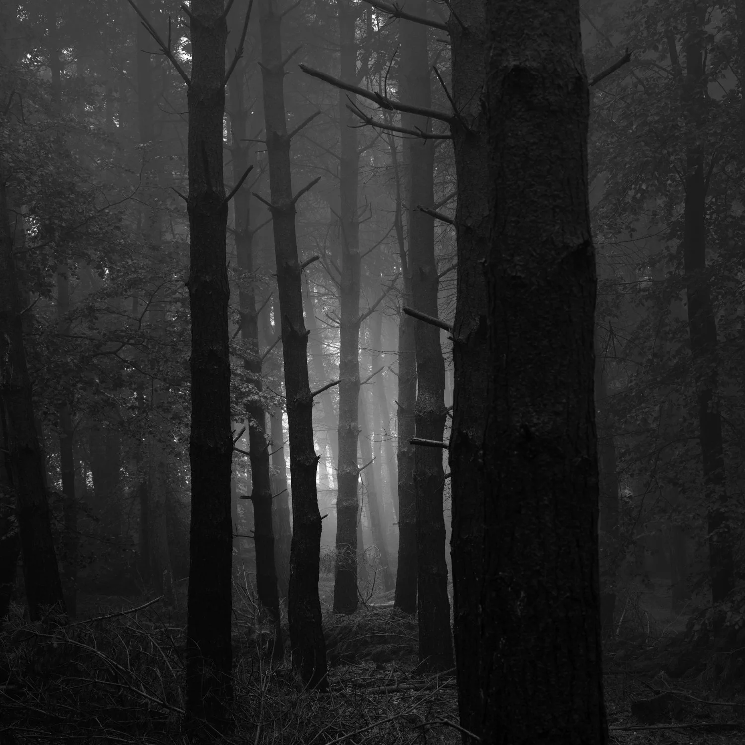 Forest Peripheries #11 - DSC_0441-Edit - circa35mm.jpg