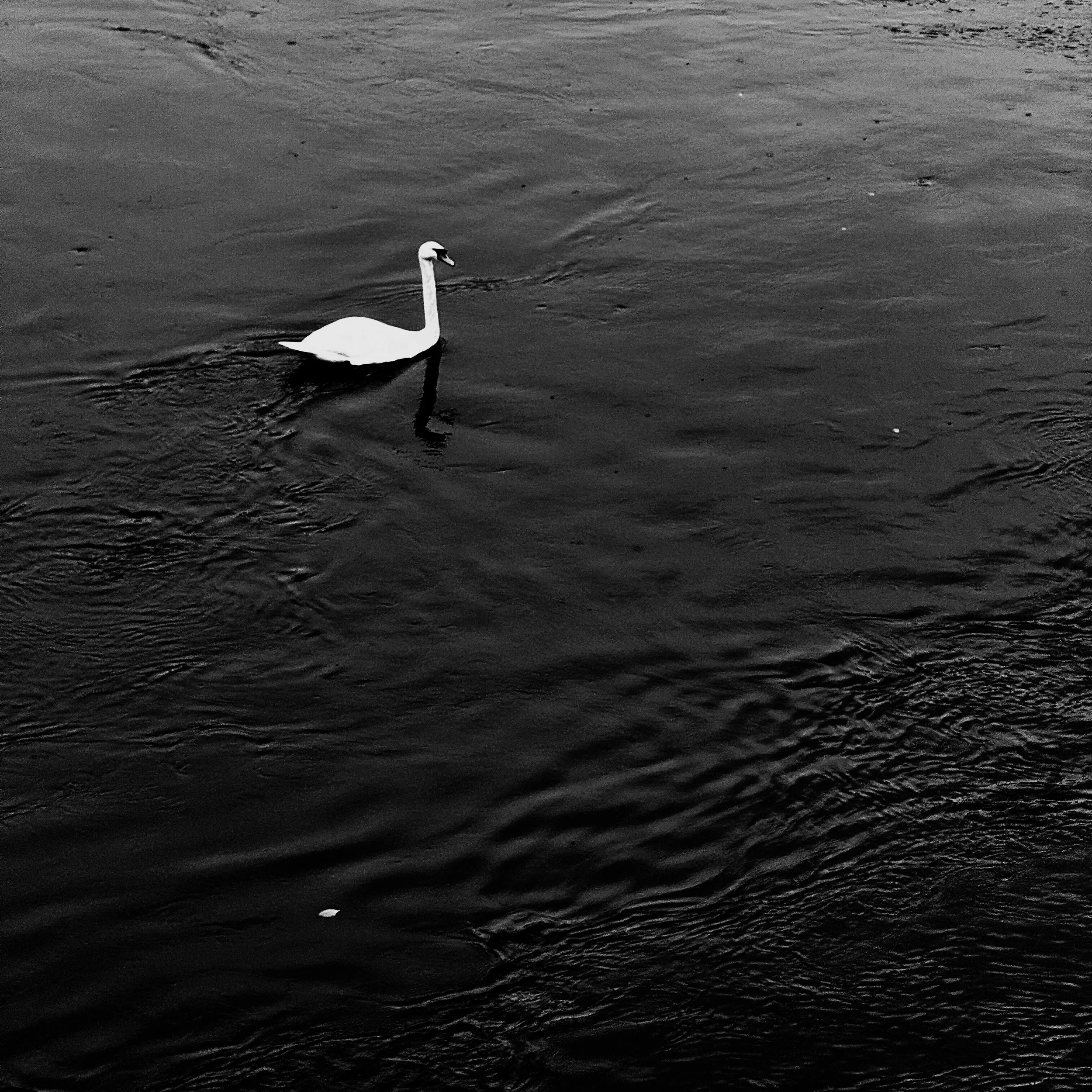 The Swan

I rarely, in fact never, photograph wildlife, at least not to share. However, this shot offered lovely contrast between the gracious swan and the dark water.