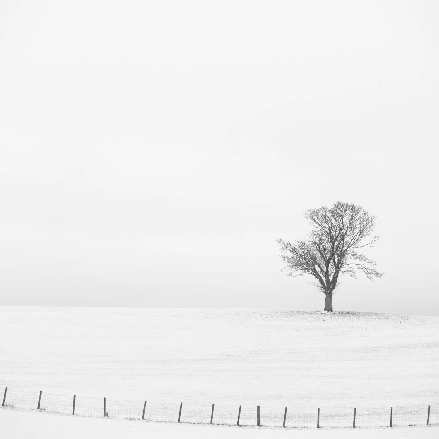 Fenced In - DSC_0819-Edit - circa35mm.jpg