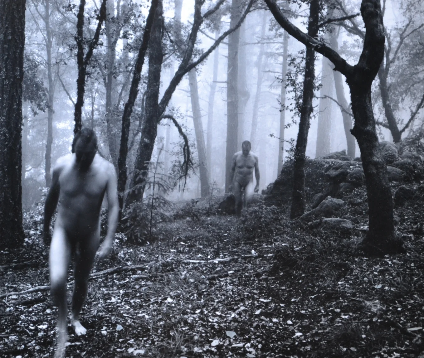 Figures, Forest, and Fog Mt. Tamalpais, Calif.