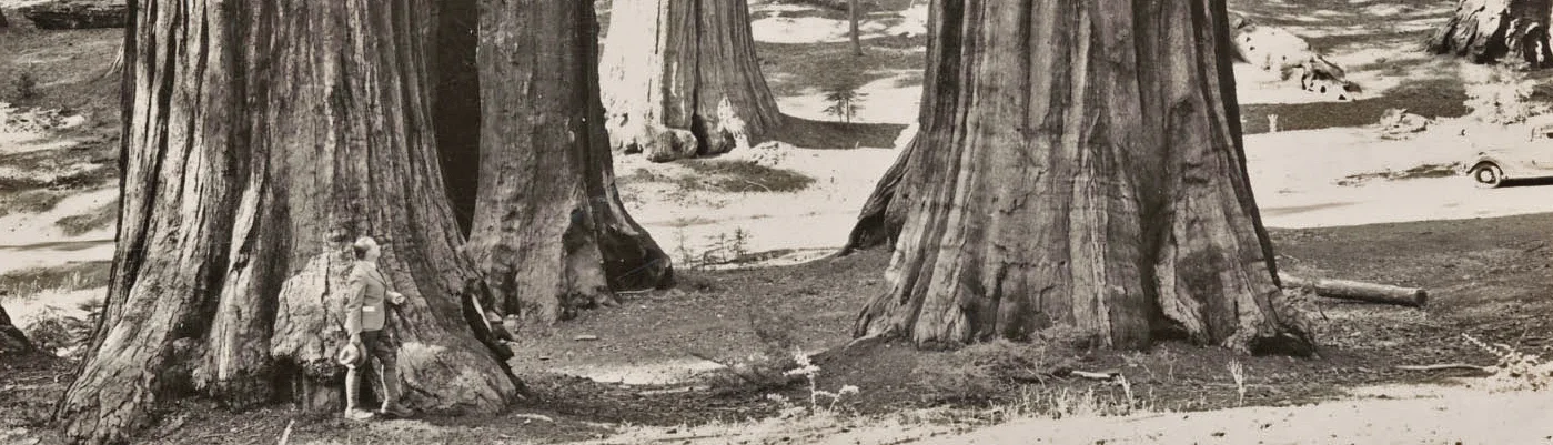 sequoias cropped.jpg