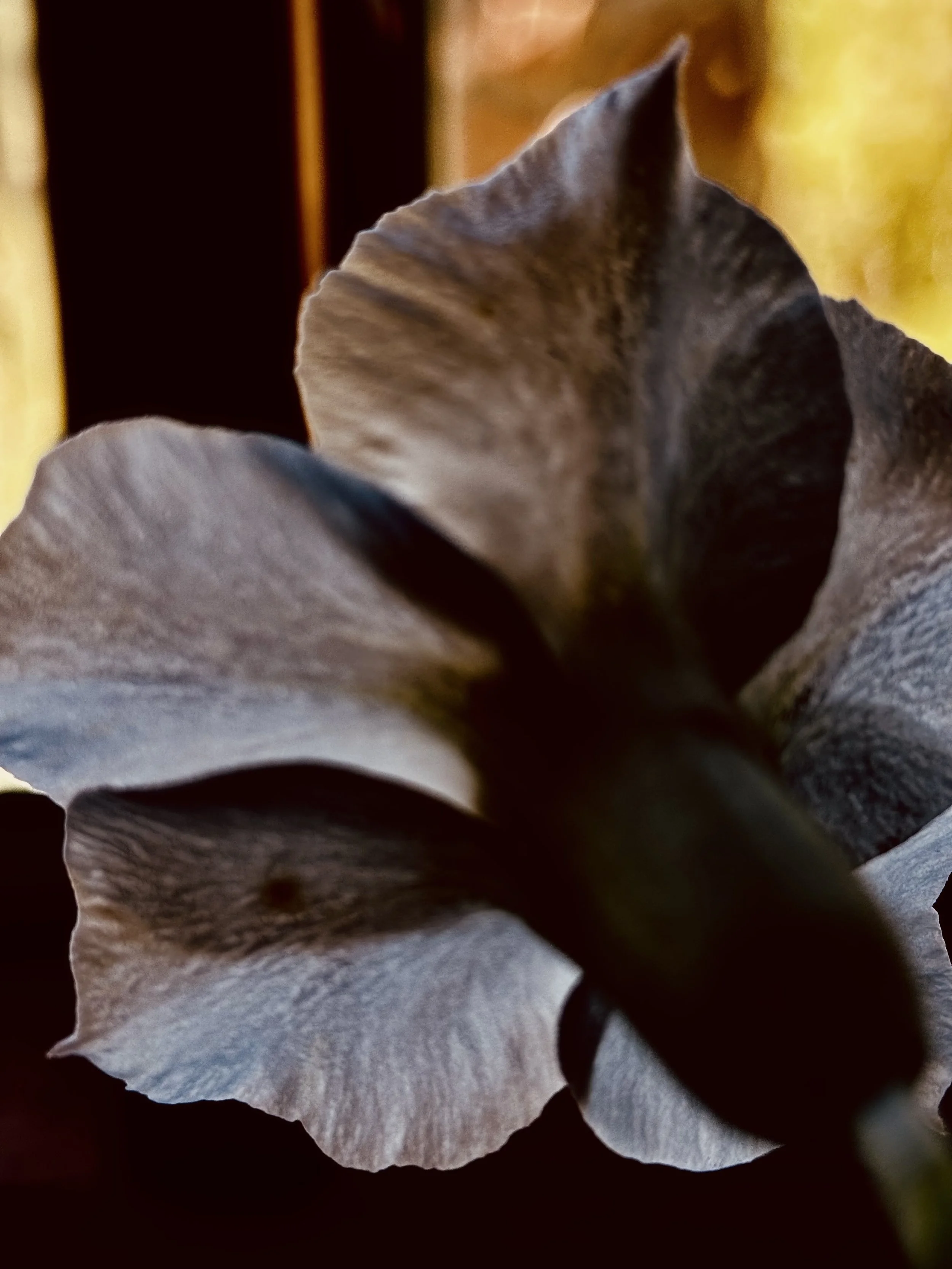 IMG_0689.jpeg