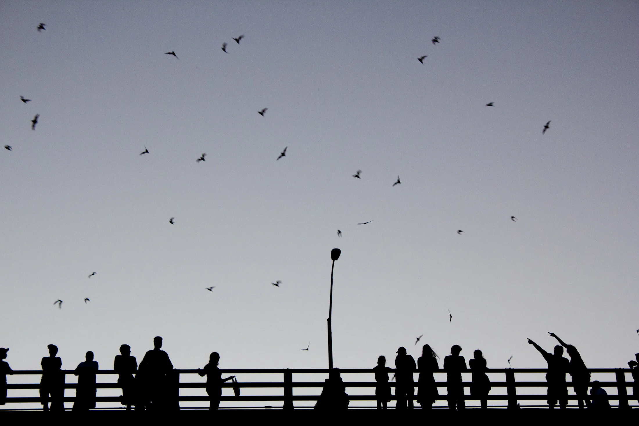 Silhouette in Austin, Texas