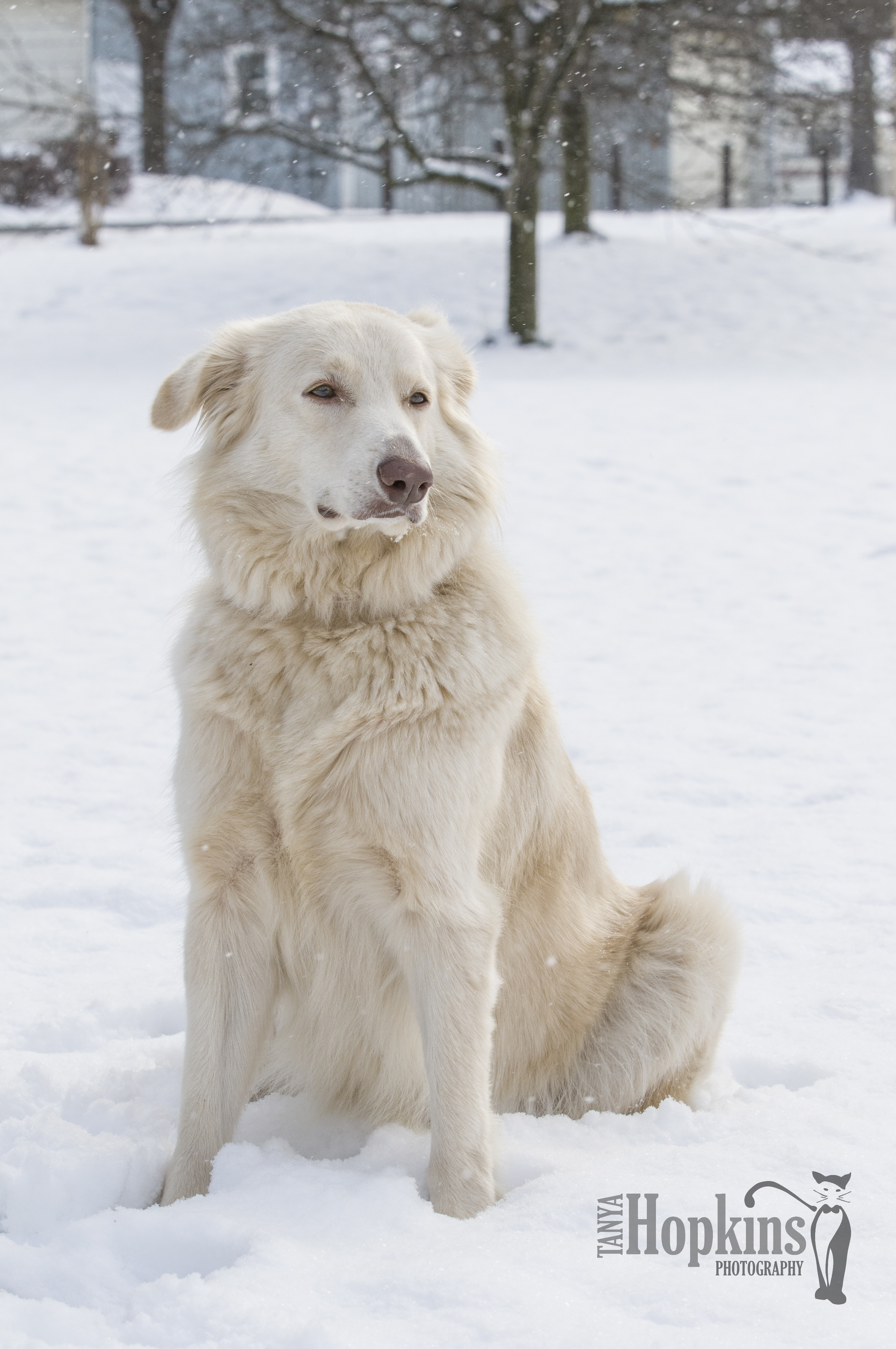 White_Dog_in_Snow.jpg