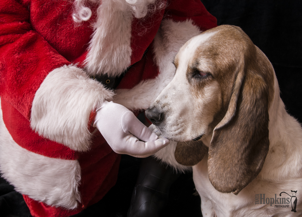 Basset_Hound_Holiday_Card_West_Chester_PA-6761.jpg
