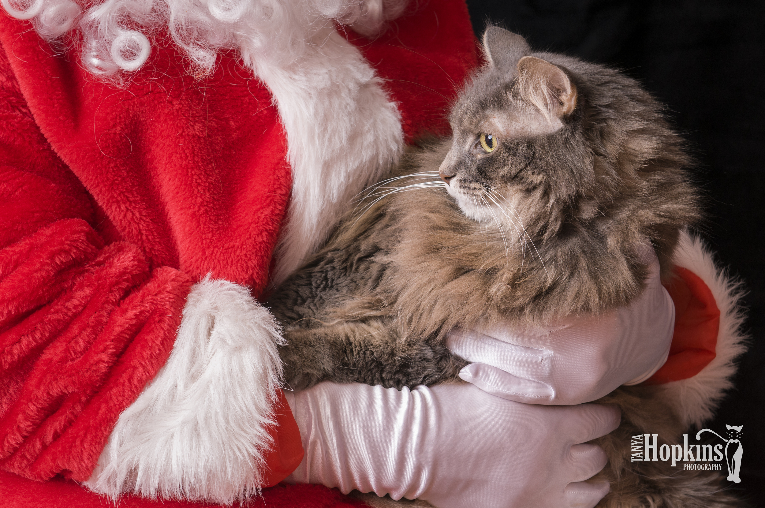 Maine_Coon_Holiday_Card-6724.jpg