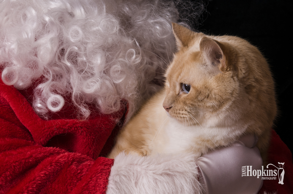 Orange_Cat_Holiday_Card-6744.jpg