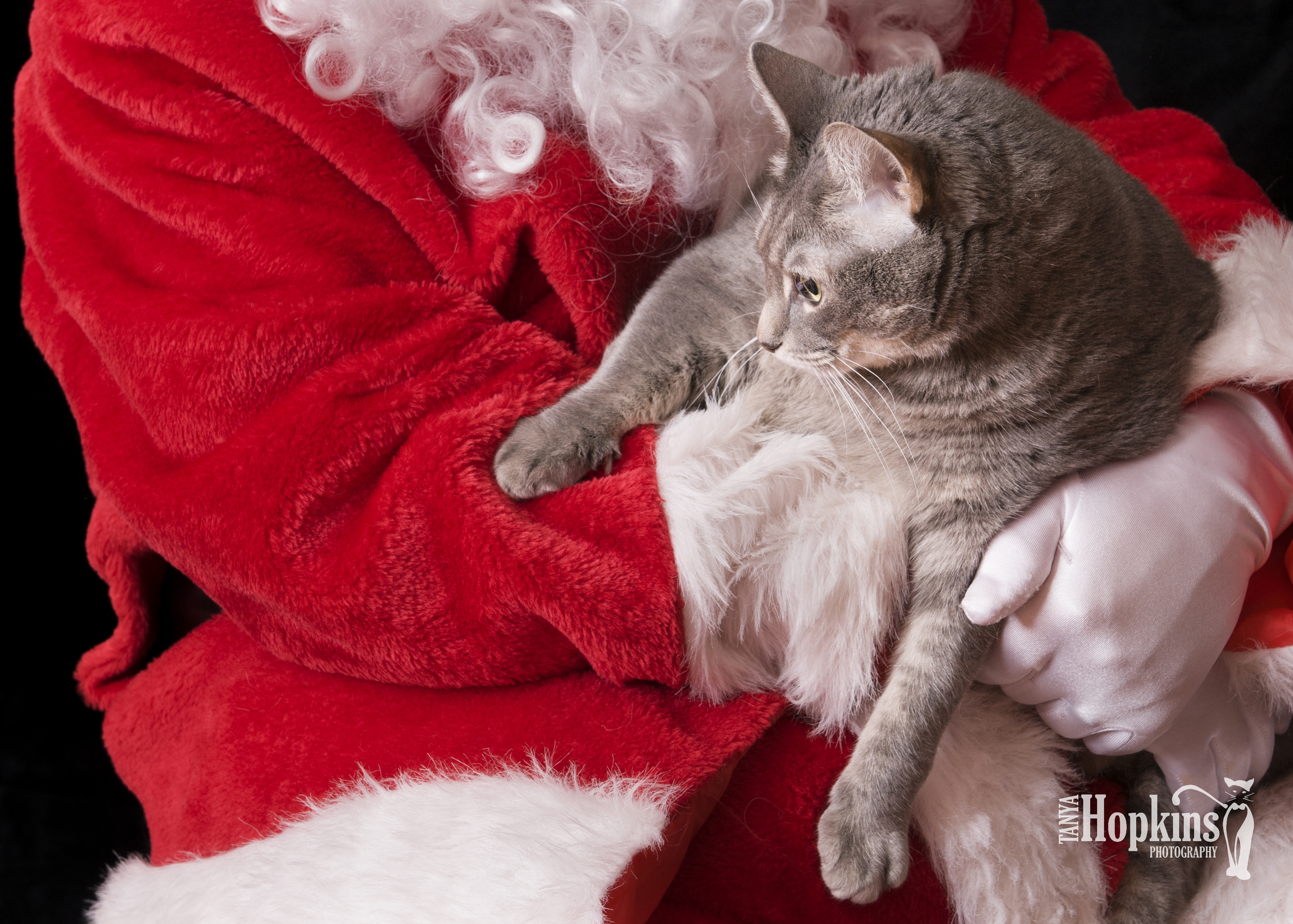 Grey_Cat_Holiday_Card-6729.jpg