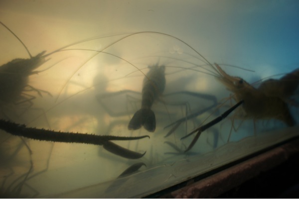Transient