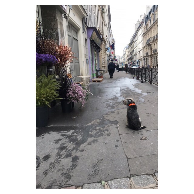 Dog of Paris flower shop