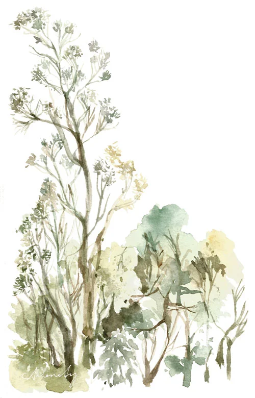 Baguio Trees