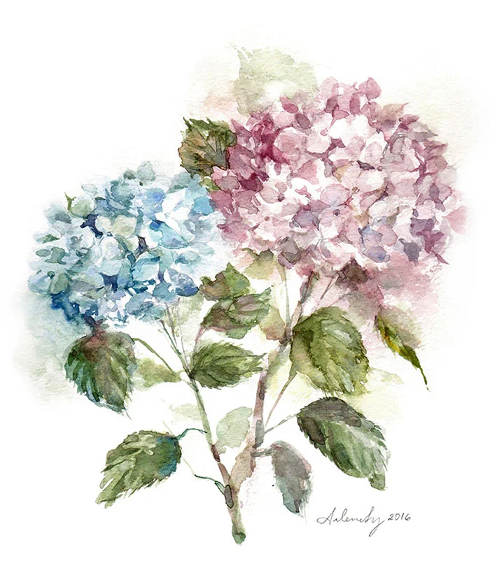 Test-Welcome-Hydrangea.jpg