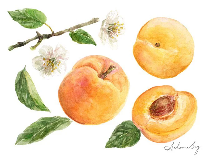 Apricot