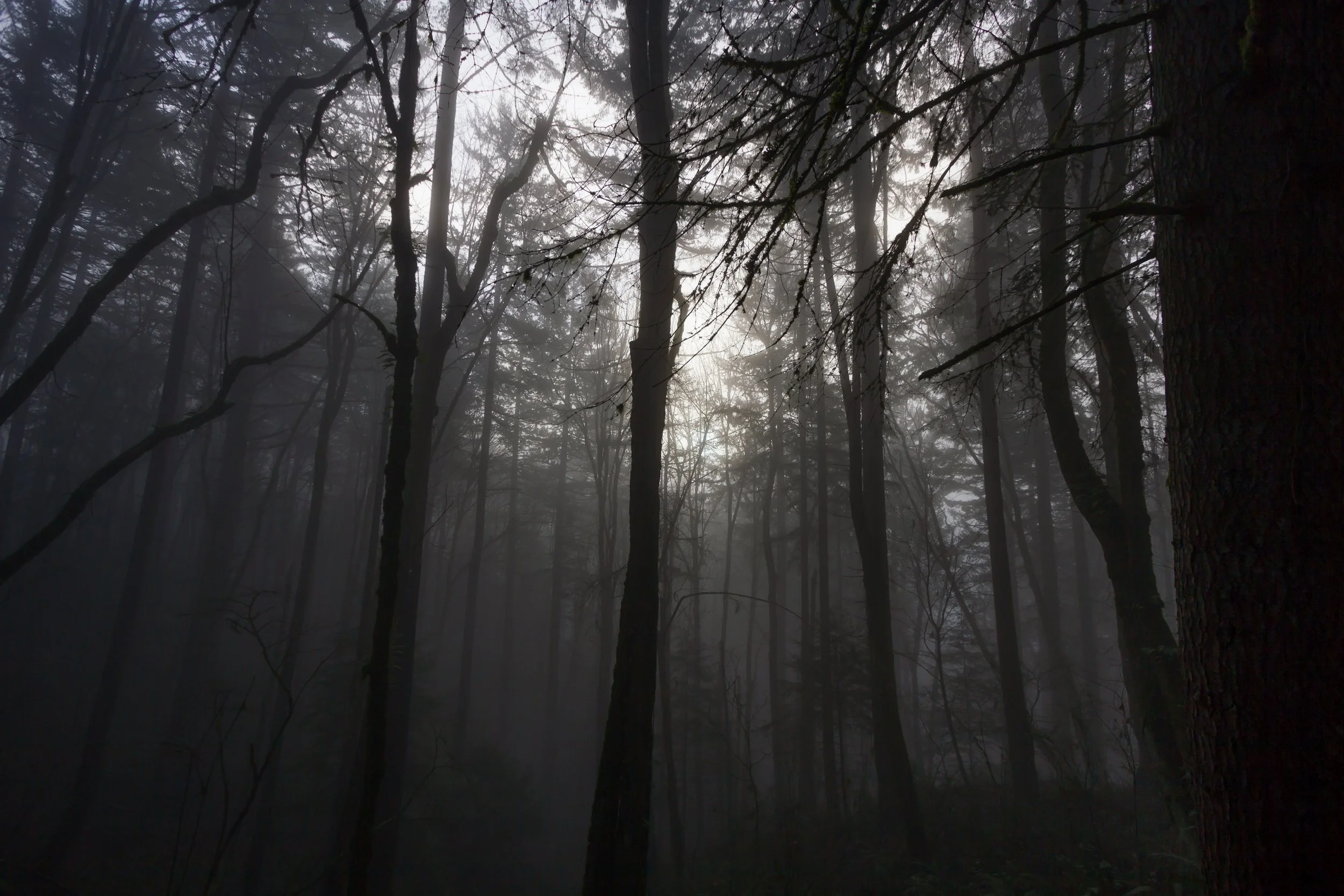 Forest Fog.jpg