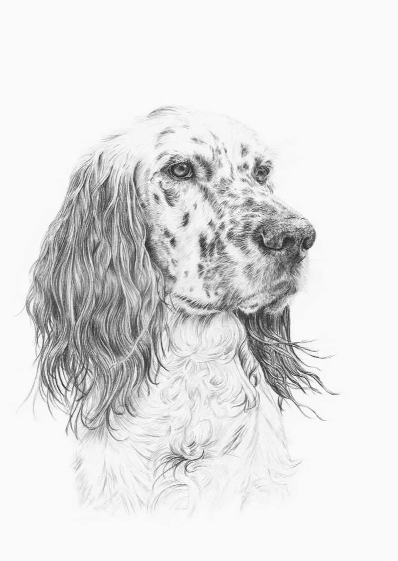 Dyreportrett hundeportrett byanttegning