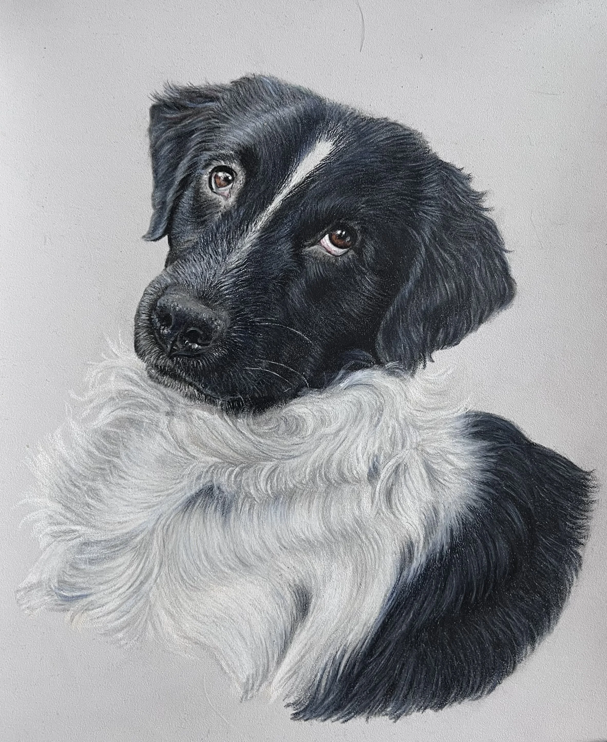 "Andy" color pencils on pastelmat