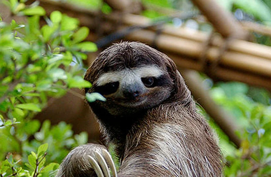We knew that as soon as the word sloth was said, you expected a sloth. Pictured here is a sloth.