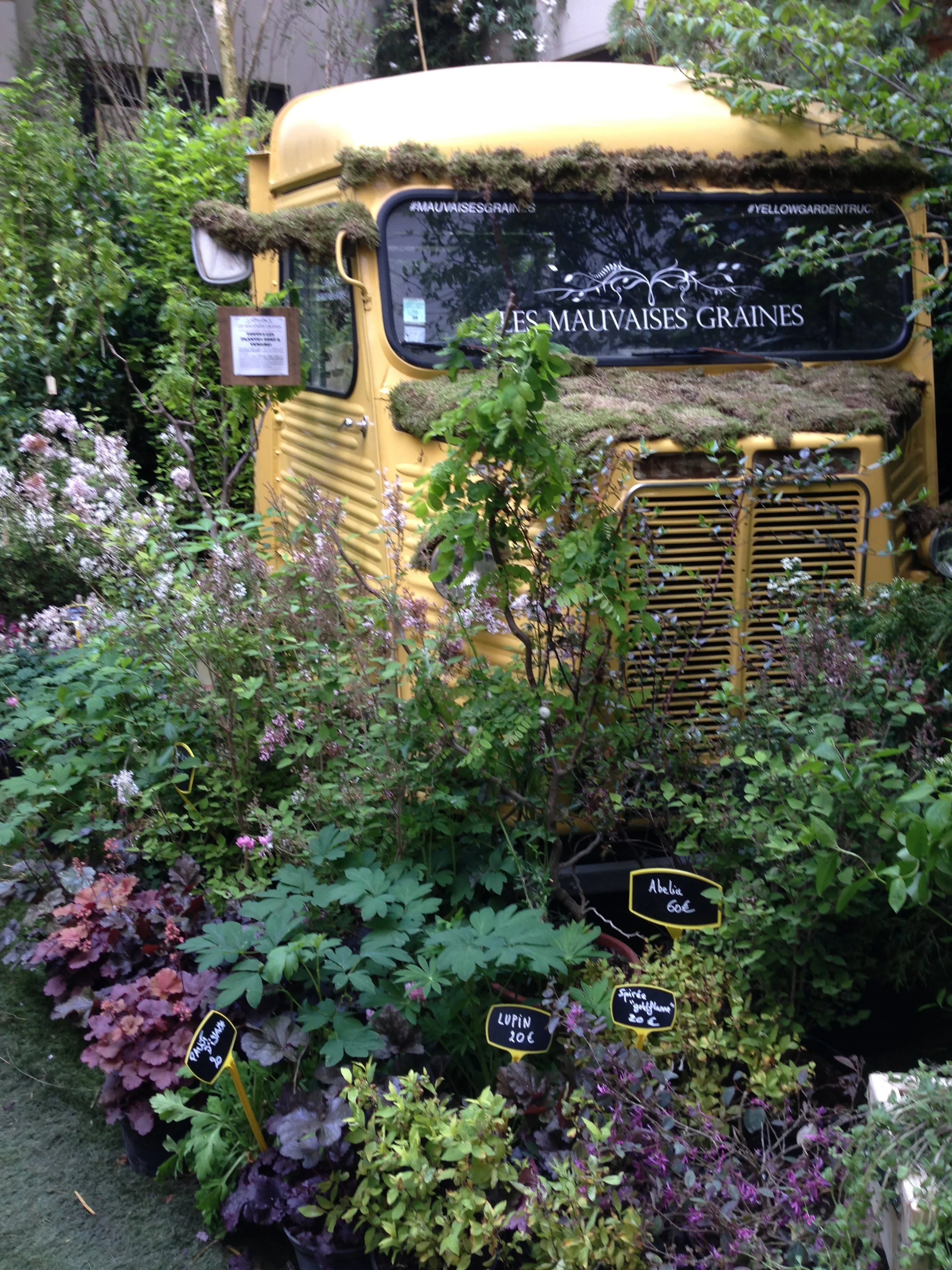 Flower/Garden area