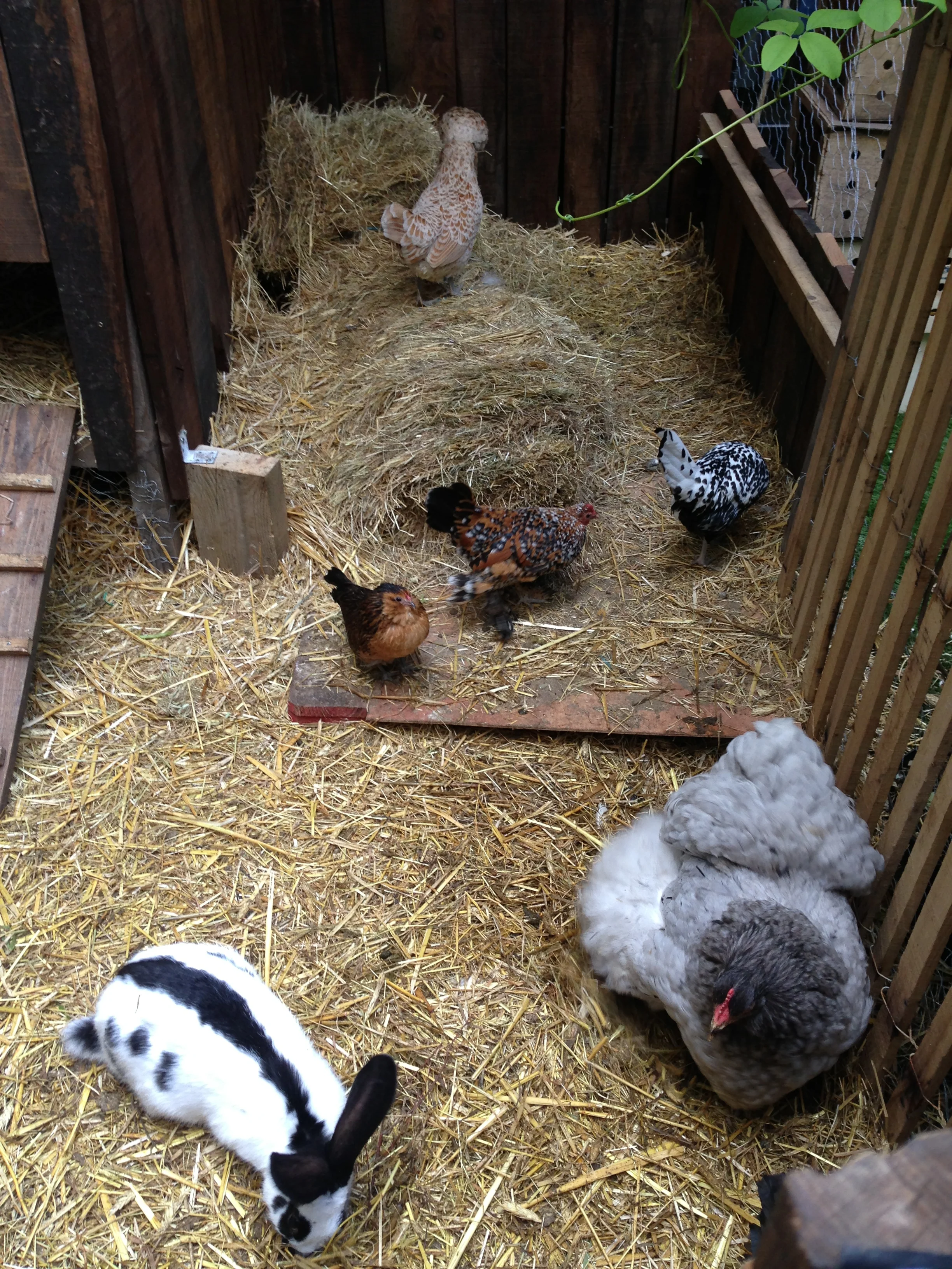 Cute chickies!