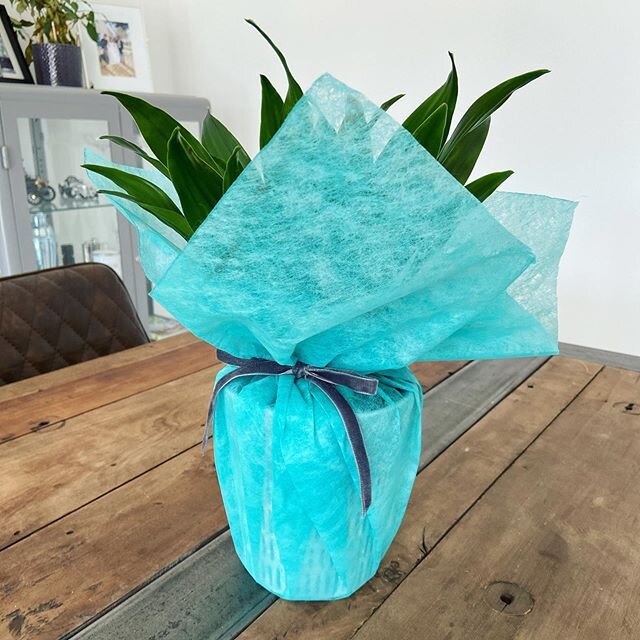 P L A N T S #wrapping #wrapper #wrap #giftwrap #giftwrapping #giftwrapper #plants #bright #turquoise #velvetribbon #ribbon #velvet