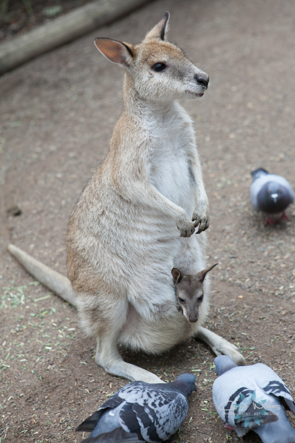 1_13 Australia12.jpg