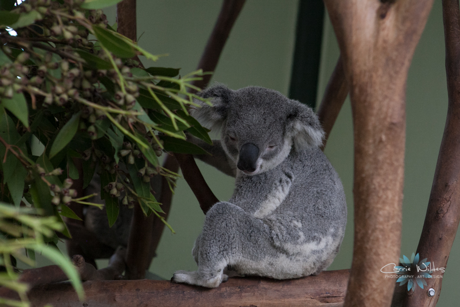 1_13 Australia14.jpg