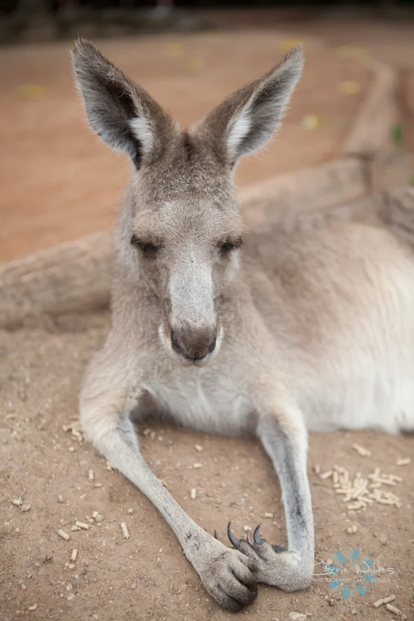 1_13 Australia27.jpg