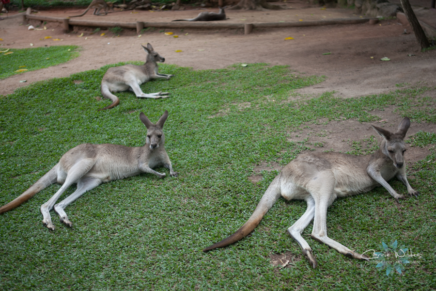 1_13 Australia28.jpg