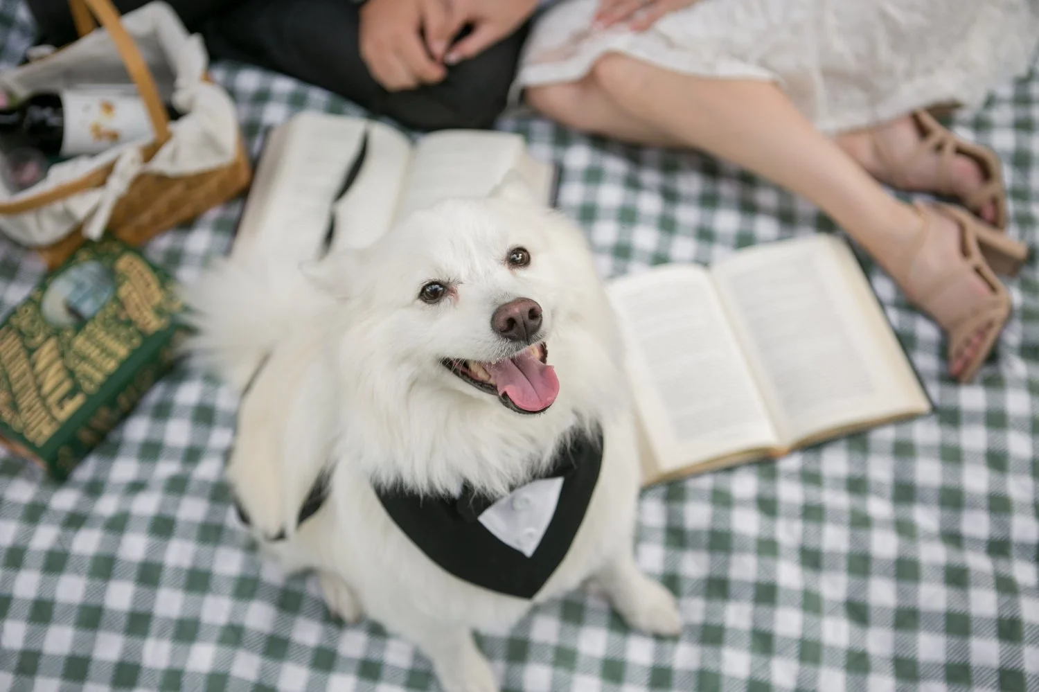 Bookish picnic engagement session under the banyan trees in downtown St. Pete with their dog