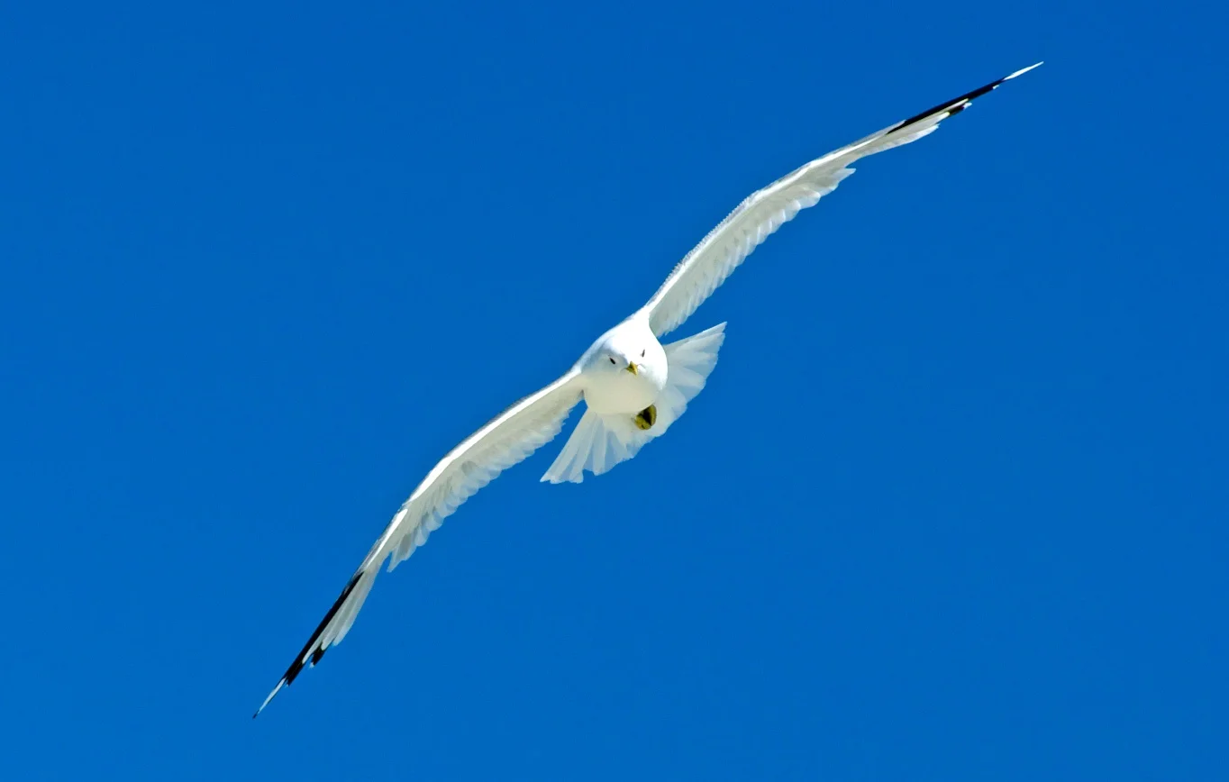 DSC_0396.jpg