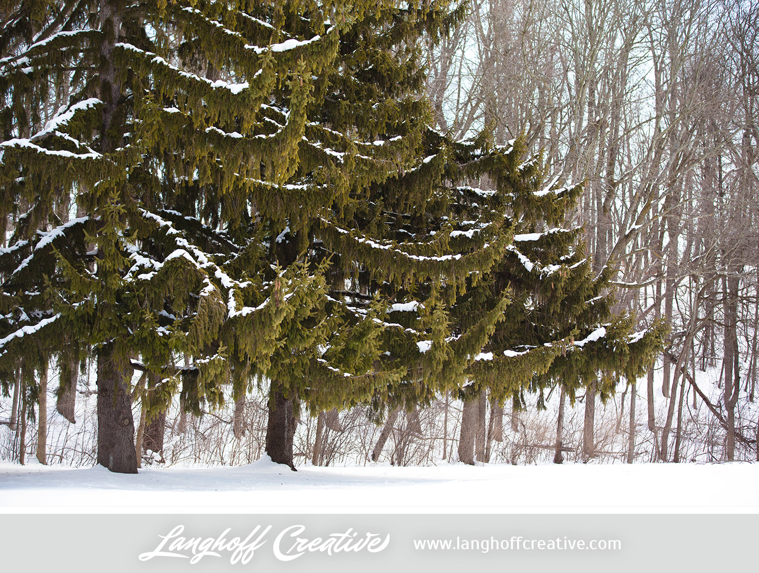 LanghoffCreative-20130308-winter10-image.jpg