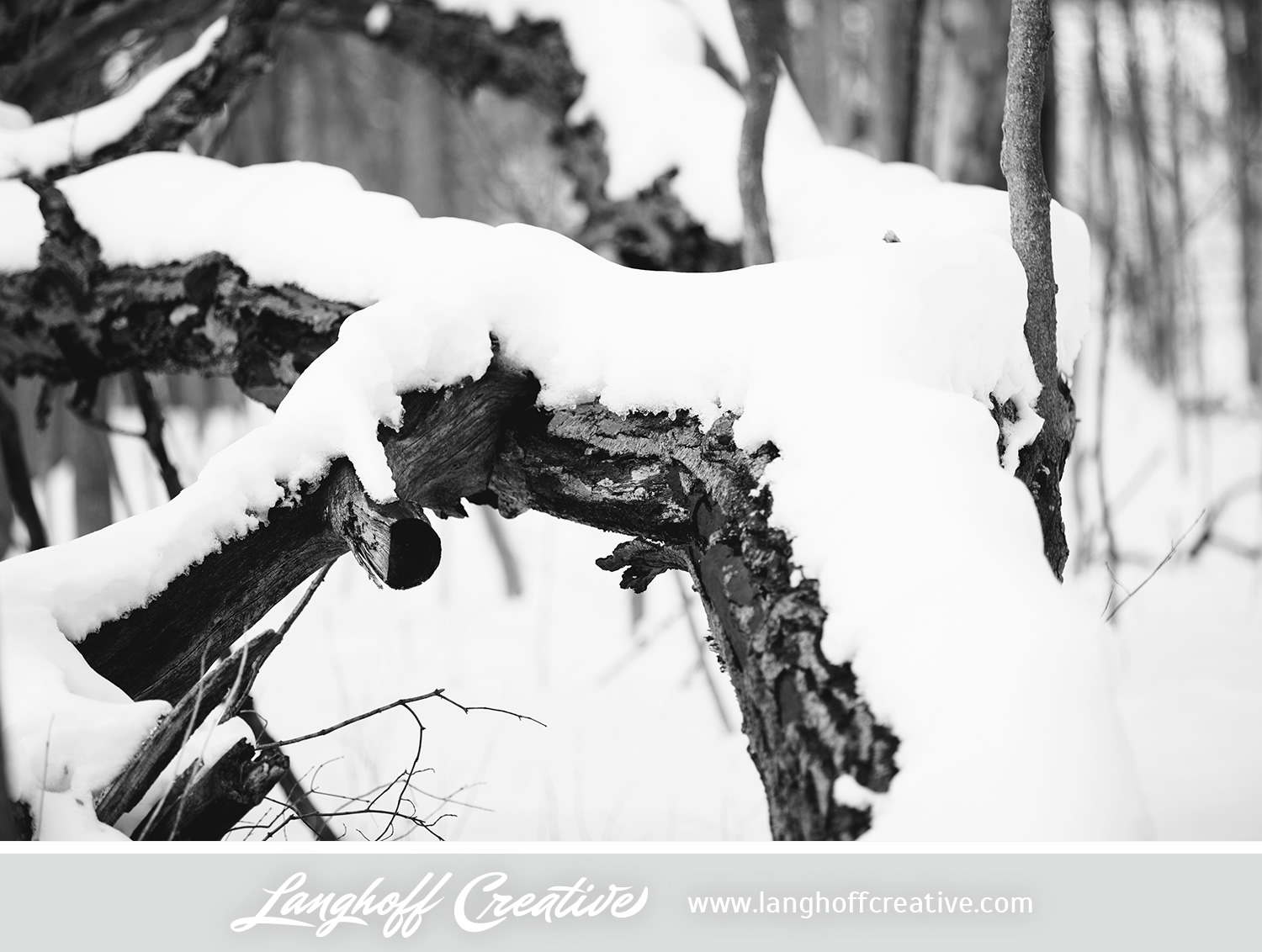 LanghoffCreative-20130308-winter12-image.jpg