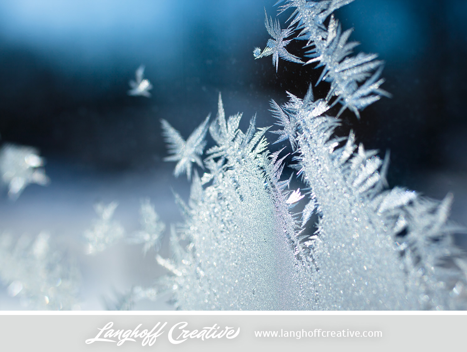 LanghoffCreative-frost-macro-photography_Jan06-2014-photo-3.jpg