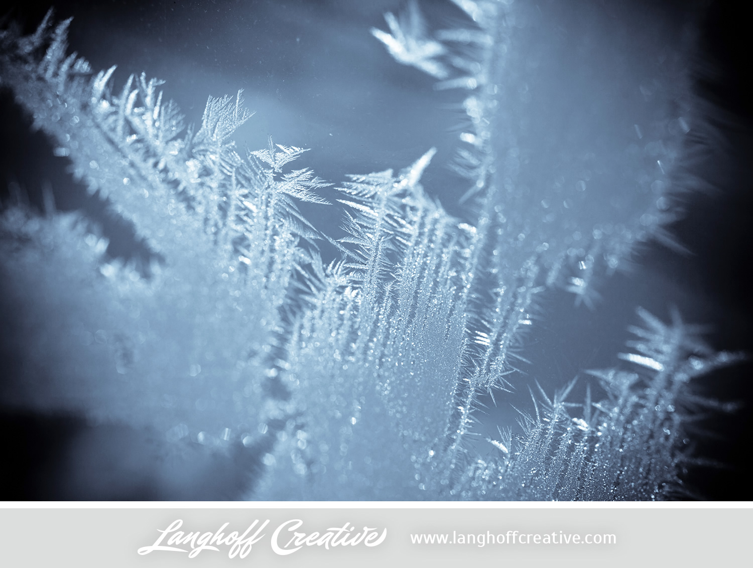 LanghoffCreative-frost-macro-photography_Jan06-2014-photo-4.jpg