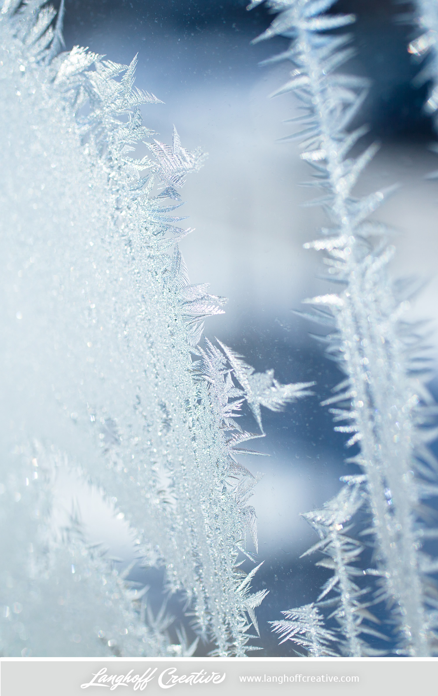 LanghoffCreative-frost-macro-photography_Jan06-2014-photo-2.jpg